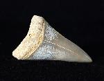 Carcharodon hastalis (AGASSIZ 1838) - Bild © FossNet FossilienStore